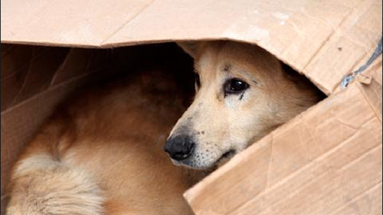 Con las bajas temperaturas, en San Pedro crece una campaña solidaria para asistir a perros en situación de calle y se reclaman medidas contra el abandono y el maltrato animal. Con las bajas temperaturas, en San Pedro crece una campaña solidaria para asistir a perros en situación de calle y se reclaman medidas contra el abandono y el maltrato animal.