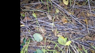 La detección temprana e identificación de malezas es muy importante. (INTA PERGAMINO)
