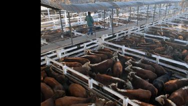El precio de la hacienda en pie incide solo en la mitad del valor que tienen los cortes en el mostrador. (ARCHIVO)