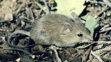 El ratón maicero es el encargado de transmitir el virus Junín, causante de la Fiebre Hemorrágica Argentina. El ratón maicero es el encargado de transmitir el virus Junín, causante de la Fiebre Hemorrágica Argentina.