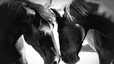 Rescate Equino San Nicolás inició trabajos de mejora en una casita destinada a la recuperación de caballos rescatados y lanzó un pedido solidario a la comunidad para reunir materiales en desuso que permitan acondicionar el lugar. Rescate Equino San Nicolás inició trabajos de mejora en una casita destinada a la recuperación de caballos rescatados y lanzó un pedido solidario a la comunidad para reunir materiales en desuso que permitan acondicionar el lugar.