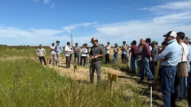 Estudio del INTA Pergamino detectó casos iniciales en lotes del norte de la provincia Estudio del INTA Pergamino detectó casos iniciales en lotes del norte de la provincia