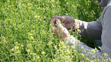 La proyección de siembra que tiene la camelina parece no tener límites. La proyección de siembra que tiene la camelina parece no tener límites.