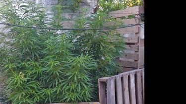 En los últimos procedimientos fueron secuestradas numerosas plantas de considerables dimensiones. (LA OPINION)