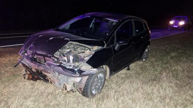 La conductora del automóvil Ford no pudo evitar la colisión con el ejemplar de un criadero porcino que se cruzó imprevistamente en horario nocturno.