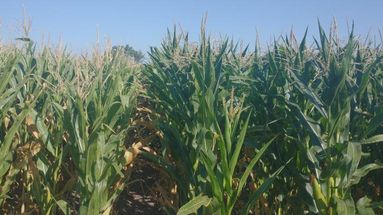 Hace apenas un mes, el maíz en la región núcleo apuntaba a una gran campaña: el 20% estaba excelente y un 65% en muy buen estado (resto bueno)