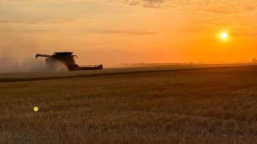 El ingreso de divisas por las exportaciones de trigo 2025/26 quedaría lejos de otros registros alcanzados en el pasado. El ingreso de divisas por las exportaciones de trigo 2025/26 quedaría lejos de otros registros alcanzados en el pasado.