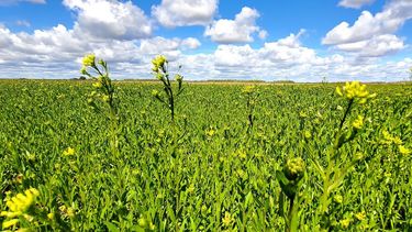 Camelina y Chacraservicios son sinónimos de un buen negocio agrícola. Camelina y Chacraservicios son sinónimos de un buen negocio agrícola.
