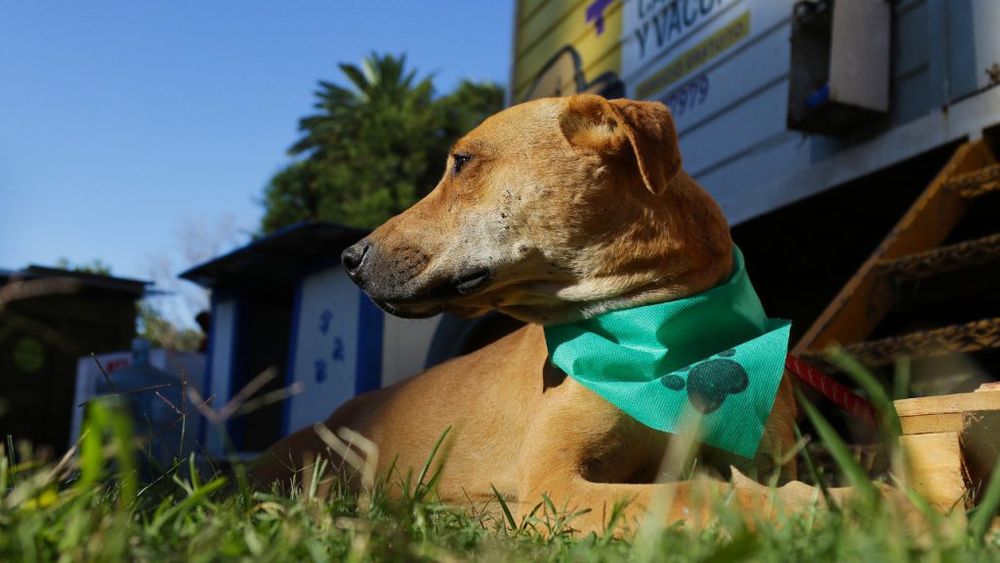 Este viernes Pergamino tendrá una nueva edición de El sueño de la cucha propia