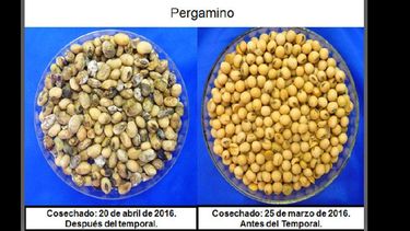 Contrastes entre antes y después de la contingencia para el grano. (INTA PERGAMINO)
