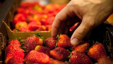 Buscamos alimentos más baratos para los argentinos y más alimentos argentinos para el mundo, resumió el ministro Federico Sturzenegger.