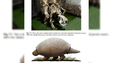 Acaba de ser publicado un libro que reúne todos los conocimientos históricos y modernos sobre la evolución y anatomía de uno de los grupos de animales extintos más característicos de la prehistoria de Sudamérica: los gliptodontes o armadillos gigantes. Acaba de ser publicado un libro que reúne todos los conocimientos históricos y modernos sobre la evolución y anatomía de uno de los grupos de animales extintos más característicos de la prehistoria de Sudamérica: los gliptodontes o armadillos gigantes.
