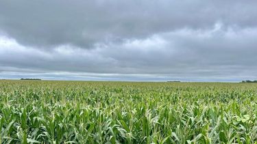 Según los datos de la Bolsa de Comercio de Rosario, las precipitaciones más importantes se registraron en María Teresa (87 mm), Rufino (75 mm) y Chovet (64 mm), todas localidades del sur de Santa Fe.