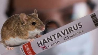 Múltiples factores ambientales están favoreciendo la expansión del hantavirus.