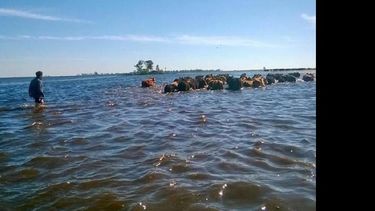 Los campos de Villegas bajo el agua por el desborde del río Quinto.  (DIB)