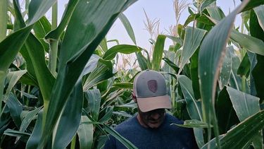 El maíz de primera atravesó el período crítico; ahora está en juego el último componente del rendimiento: el llenado de granos. El maíz de primera atravesó el período crítico; ahora está en juego el último componente del rendimiento: el llenado de granos.