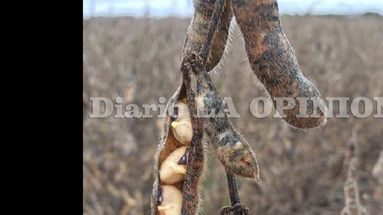 Hay interrogantes sobre la calidad del grano recolectado. (LA OPINION)