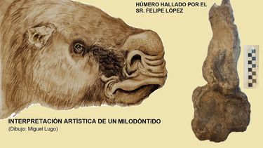 Un importante hallazgo paleontológico se registró en el barrio Campodónico, en la zona de Bajo del Tala Un importante hallazgo paleontológico se registró en el barrio Campodónico, en la zona de Bajo del Tala