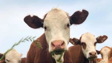 La faena en diciembre determinó unas 357.500 cabezas. La faena en diciembre determinó unas 357.500 cabezas.