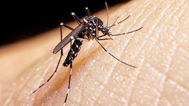 Una vez más, desde la Secretaría de Salud, dan a conocer las medidas para prevenir el dengue