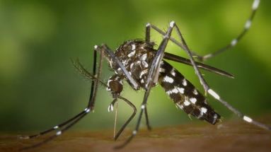 Ante la ausencia de vacunas o tratamientos antivirales específicos, la prevención es la principal herramienta para frenar la propagación del chikungunya.
