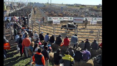 La feria asegura una masiva convocatoria de público. (AGROACTIVA)