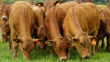 Se trata de una resolución europea que evita la comercialización en el mercado de la Unión y la exportación de productos asociados a la deforestación