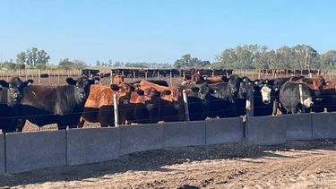 Entre los distintos factores que condicionan el engorde a corral está el comportamiento del consumo local. Entre los distintos factores que condicionan el engorde a corral está el comportamiento del consumo local.