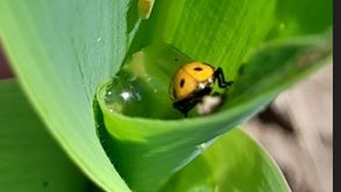 Chicharrita: Según el último informe de la Red Nacional de Monitoreo de Dalbulus maidis, el incremento es notorio en todas las regiones. Chicharrita: Según el último informe de la Red Nacional de Monitoreo de Dalbulus maidis, el incremento es notorio en todas las regiones.