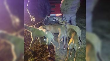 Los dos sujetos quedaron aprehendidos por sospechar que tenían intenciones de cometer un episodio de abigeato. Los dos sujetos quedaron aprehendidos por sospechar que tenían intenciones de cometer un episodio de abigeato.