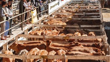 precios records de la ganaderia y alta ocupacion en los feedlots precios records de la ganaderia y alta ocupacion en los feedlots