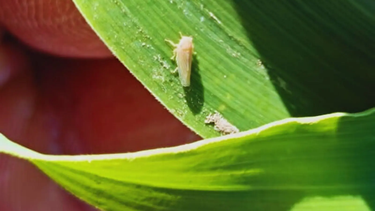 el maiz y su manejo sanitario: las plagas evolucionan y redefinen la campana el maiz y su manejo sanitario: las plagas evolucionan y redefinen la campana