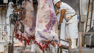 faena bovina: leve repunte mensual y senales de ajuste en la produccion nacional faena bovina: leve repunte mensual y senales de ajuste en la produccion nacional