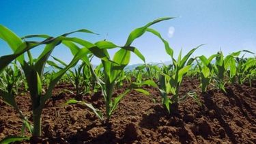 El área sembrada de maíz caería un 21%, o el equivalente a 2 millones de hectáreas. El área sembrada de maíz caería un 21%, o el equivalente a 2 millones de hectáreas.
