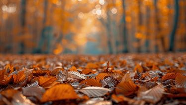 El lunes mantiene la tendencia de estabilidad, con fuerte presencia del sol y condiciones típicamente otoñales. El lunes mantiene la tendencia de estabilidad, con fuerte presencia del sol y condiciones típicamente otoñales.