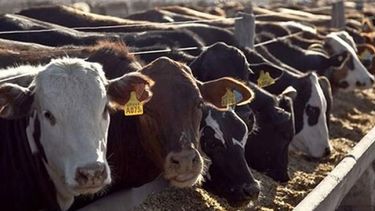La demanda de otros países de carnes rojas de Argentina abre un buen panorama para la producción local. La demanda de otros países de carnes rojas de Argentina abre un buen panorama para la producción local.