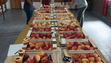 INTA San Pedro consolida su papel como actor central en el desarrollo de la fruticultura regional. INTA San Pedro consolida su papel como actor central en el desarrollo de la fruticultura regional.