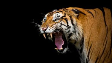 animales de poder: amigos espirituales en nuestra vida cotidiana animales de poder: amigos espirituales en nuestra vida cotidiana