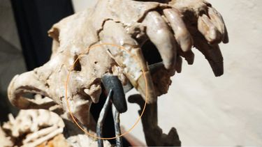 Hallan fósil de cánido gigante en San Pedro que vivió hace 200.000 años. Hallan fósil de cánido gigante en San Pedro que vivió hace 200.000 años.