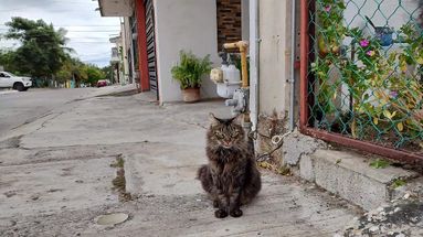 En un grupo de Facebook de Pergamino están acusando a los moradores de una casa por presunto envenenamiento de gatos. En un grupo de Facebook de Pergamino están acusando a los moradores de una casa por presunto envenenamiento de gatos.