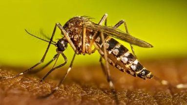 En el período interepidémico del 23 de junio de 2024 al 4 de enero de 2025 se registraron 16 casos confirmados de dengue en la Provincia.