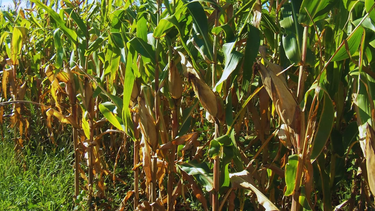 La importancia de custodiar al maíz en una campaña especial La importancia de custodiar al maíz en una campaña especial