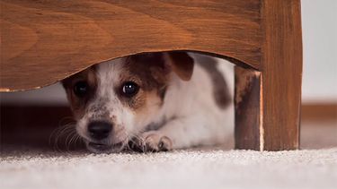 Vuelven las Fiestasde fin de año y regresa la urticante problemática de la pirotecnia. Vuelven las Fiestasde fin de año y regresa la urticante problemática de la pirotecnia.