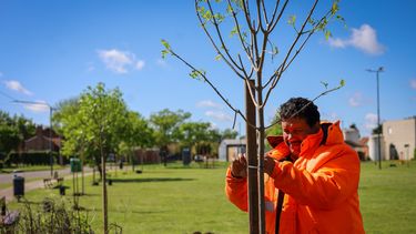 Pergamino fortalece su patrimonio verde con plantaciones en el arbolado público