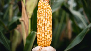 en maiz, el buen momento agronomico impulsa las siembras tempranas en maiz, el buen momento agronomico impulsa las siembras tempranas