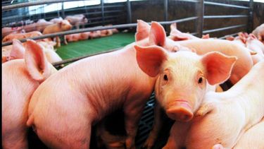 Las medidas fueron anticipadas por el presidente Javier Milei en la Exposición Rural. Las medidas fueron anticipadas por el presidente Javier Milei en la Exposición Rural.