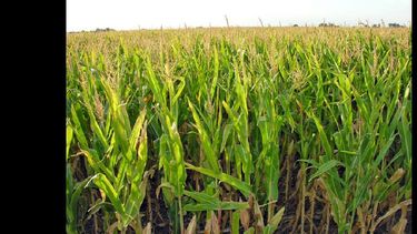 Las perspectivas agrícolas locales para 2016/2017 indican áreas crecientes de trigo y maíz.  (LA OPINION)