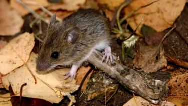 La situación epidemiológica en territorio bonaerense genera preocupación tras confirmarse el fallecimiento por hantavirus de una persona que residía en la zona rural de Arrecifes. La situación epidemiológica en territorio bonaerense genera preocupación tras confirmarse el fallecimiento por hantavirus de una persona que residía en la zona rural de Arrecifes.