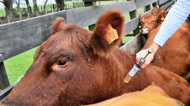 un giro en la sanidad animal: el gobierno reduce la vacunacion antiaftosa desde 2026 un giro en la sanidad animal: el gobierno reduce la vacunacion antiaftosa desde 2026