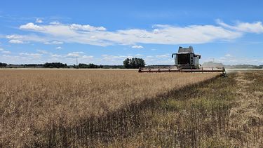 El análisis muestra que la presencia de maíz en las secuencias es bastante menor que la de soja. El análisis muestra que la presencia de maíz en las secuencias es bastante menor que la de soja.